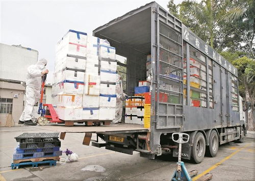 从田间到舌尖 供港蔬菜的跨境接力之旅
